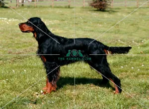 Gordon Setter