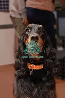 Gordon Setter Prints: Gordon Setter