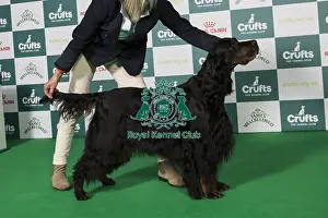 Gordon Setter Prints: Gordon Setter BOB