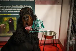 Gordon Setter Prints: Gordon Setter Discover Dogs