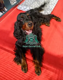 Gordon Setter Prints: Gordon Setter Discover Dogs