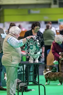 Breed Judging Prints: Gowerston Gracelyn At Bwthyn