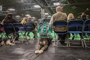 Irish Wolfhound Prints: Grayson, an Irish Wolfhound, from Nottingham