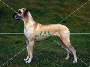 Great Dane
