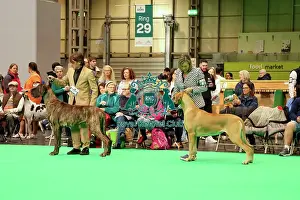 The Royal Kennel Club Prints: Great Dane - Best Dog and Best of Breed