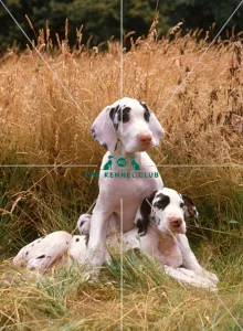Great Dane puppy