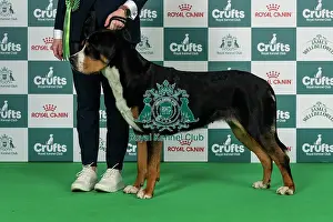 Great Swiss Mountain Dog Best of Breed Crufts 2026 Pl/ch/hu/sk/fi/at Ch Magical Perfection Garanus Jew