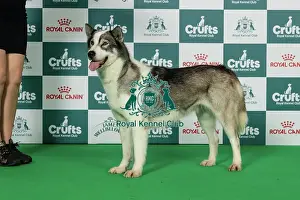 Thursday Prints: Greenland Dog Best of Breed Crufts 2026 Multi Ch Suna-Sanik's Freidige Alice Av Fenrirkin (Imp Nor)