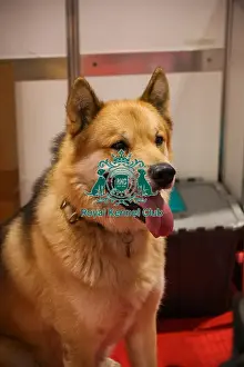 Greenland Dog Prints: Greenland dog at discover dogs
