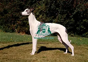 Greyhound