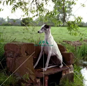 Greyhound