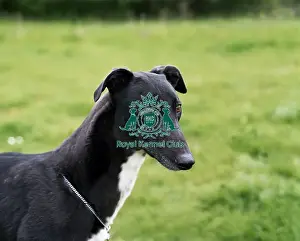 Hound Group Prints: Greyhound
