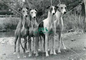 Greyhound Greyhound