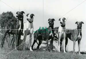 Greyhound