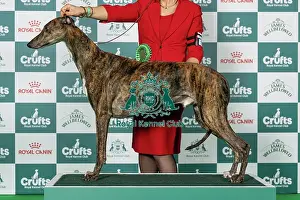 Greyhound Prints: Greyhound Best of Breed Crufts 2026