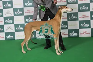Greyhound Prints: Greyhound BOB