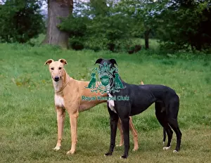 Greyhound Prints: Greyhounds