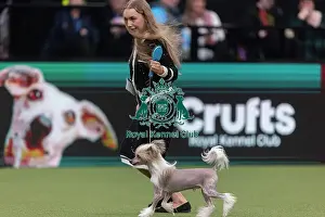 Crufts 2026 Junior Warrant Prints: Griff, a Chinese Crested, a competing in the Junior Warrant Final today (05)