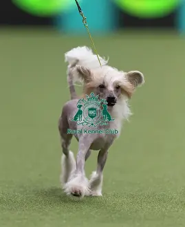 Crufts 2026 Junior Warrant Prints: Griff, a Chinese Crested, a competing in the Junior Warrant Final today (05)