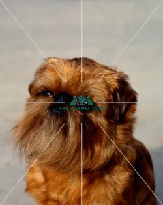 Griffon Bruxellois
