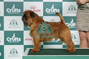 Saturday Prints: Griffon Bruxellois Best of Breed Crufts 2026