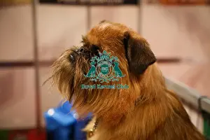Griffon Bruxellois Prints: Griffon Bruxellois at Discover Dogs