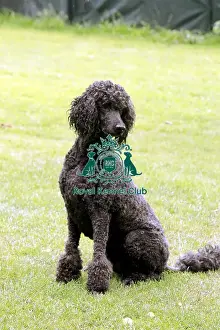 groomed, outdoors, outside, poodle, show dog, stacked, grass