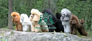 groomed, outdoors, outside, poodle, show dog, stacked, grass