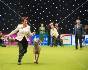Group 4 Weimaraner Mrs K Whitehead with Sh Ch Gunalt De Ice at Stridview Group 4 Weimaraner Mrs K Whitehead with Sh Ch Gunalt De Ice at Stridview