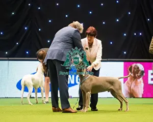 Group 4 Weimaraner Mrs K Whitehead with Sh Ch Gunalt De Ice at Stridview