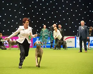 Main Arena Prints: Group 4 Weimaraner Mrs K Whitehead with Sh Ch Gunalt De Ice at Stridview