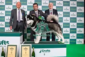 Group Winner 2nd place Working Alaskan Malamute