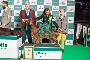 2nd Place Prints: Group Winner Gundog Crufts 2022 Irish Setter