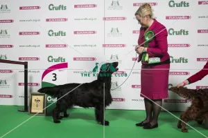 Group Winner Gundogs 3rd Place Group Winner Gundogs 3rd Place