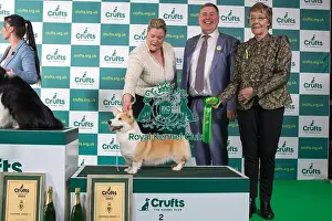Group Winner Pastoral 2nd place WELSH CORGI (PEMBROKE) Crufts 20