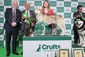 Group Winner Working Siberian Husky 1st place