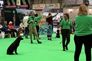 Have A Go Gundog Prints: Have A Go Gundog