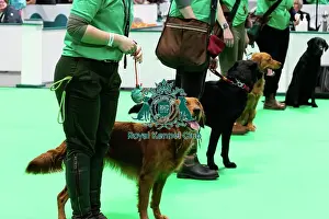 Have A Go Gundog Prints: Have A Go Gundog