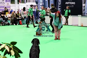 Have A Go Gundog Prints: Have A Go Gundog