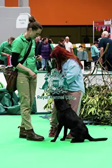 Have A Go Gundog Prints: Have A Go Gundog