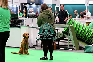 Have A Go Gundog Prints: Have A Go Gundog