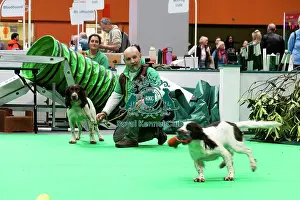 Have A Go Gundog Prints: Have A Go Gundog