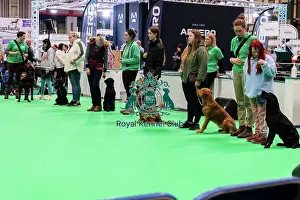 Have A Go Gundog Prints: Have A Go Gundog
