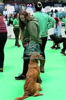 Crufts 2025 General Photography Prints: Have A Go Gundog