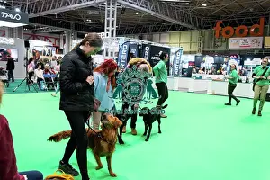 Crufts 2025 General Photography Prints: Have A Go Gundog