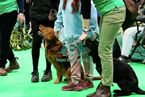 Crufts 2025 General Photography Prints: Have A Go Gundog