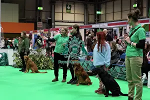Crufts 2025 General Photography Prints: Have A Go Gundog