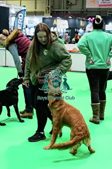 Crufts 2025 General Photography Prints: Have A Go Gundog