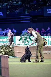 Crufts 2026 Main Arena Prints: Gundog Display