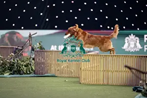 Crufts 2026 Main Arena Prints: Gundog Display